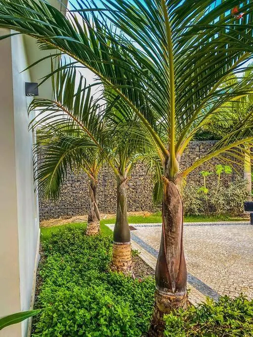 Oro Bianco Luxury Villa Le Robert Martinique
